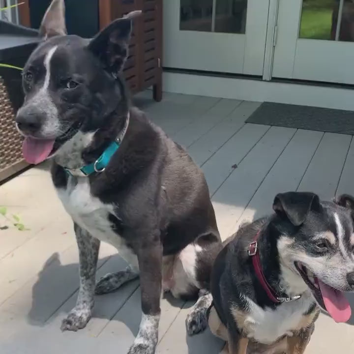 2 black and white dogs with personalized pet collars sit on a porch. A person's hand adjusts a blue leather engraved collar on one of the dogs to show the name "Trixie" with a paw print engraved on the side.  Leather is soft and comfortable for pets, and can be made to any size the pet needs. Each can be customized with a second leather color showing the pet's name or nickname along with a paw print. We can even engrave your pet's personal paw print if you desire! The perfect Christmas gift for pet lovers!